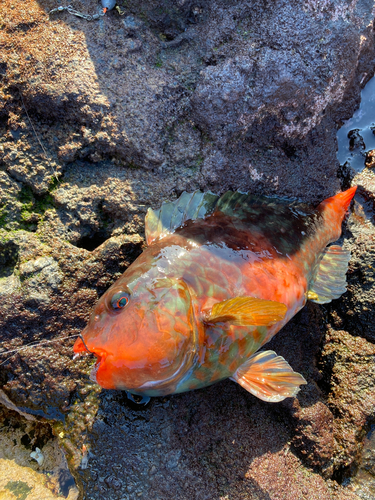 ブダイの釣果