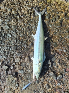 サゴシの釣果