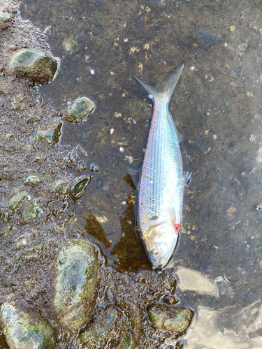 コノシロの釣果