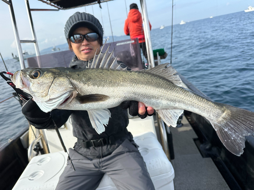 スズキの釣果