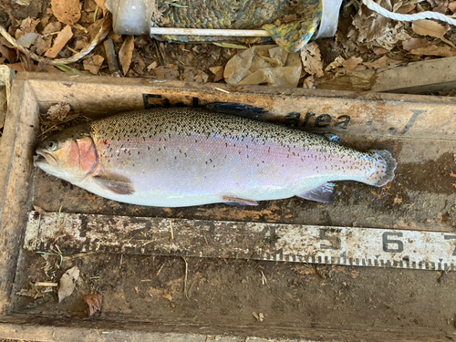 ニジマスの釣果