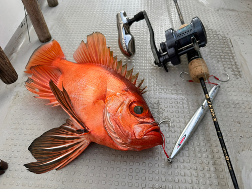 チカメキントキの釣果