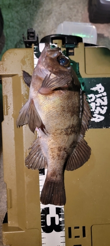 メバルの釣果