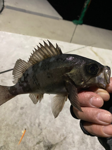 クロメバルの釣果