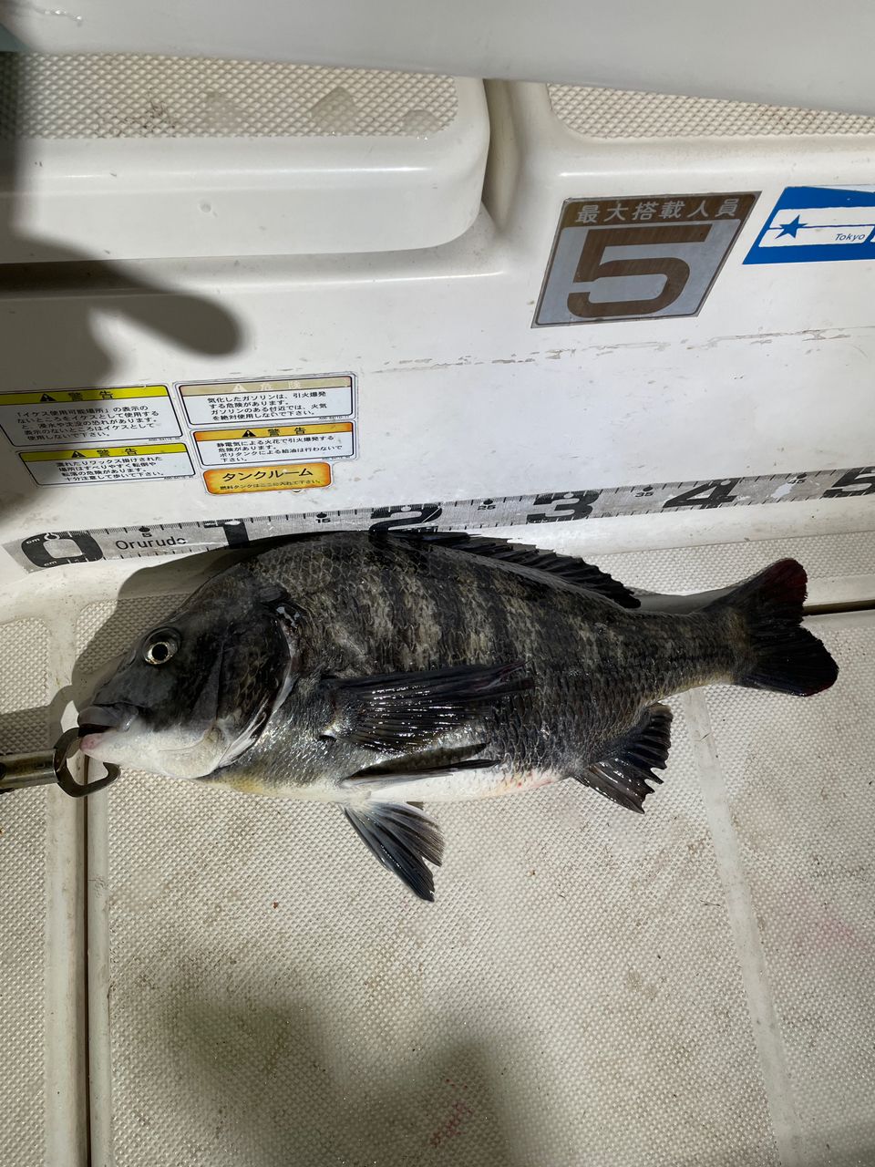 名古屋港遊漁船　BlueHazeさんの釣果 3枚目の画像