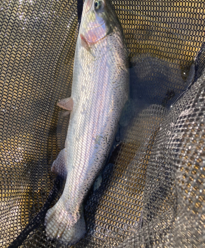 ニジマスの釣果