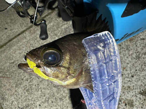 アナゴの釣果