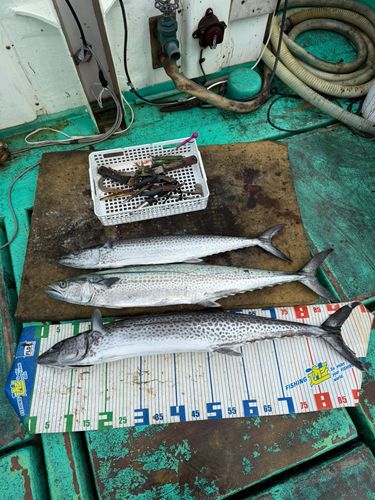 サワラの釣果