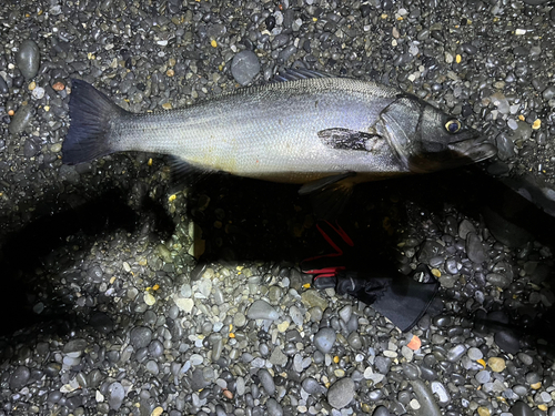 ヒラスズキの釣果