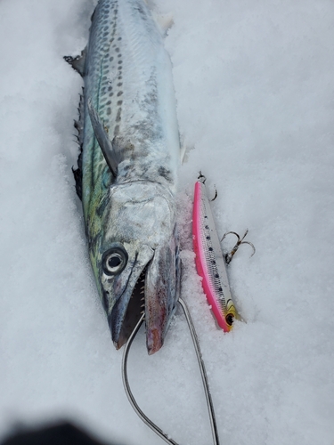 サゴシの釣果