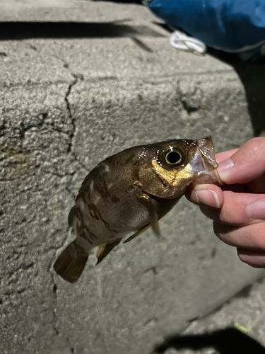 メバルの釣果