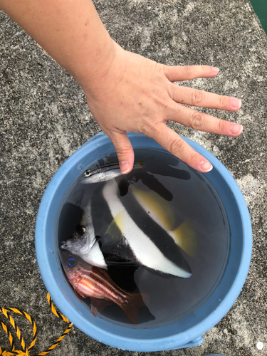 オニハタタテダイの釣果