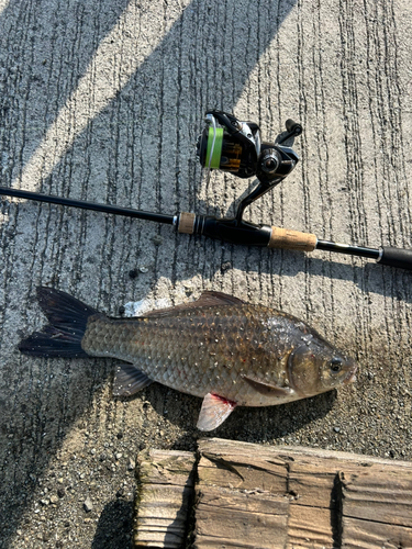 フナの釣果