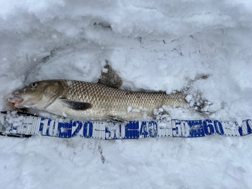 ニゴイの釣果