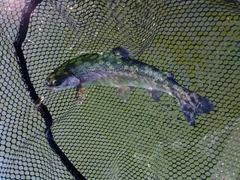 ニジマスの釣果