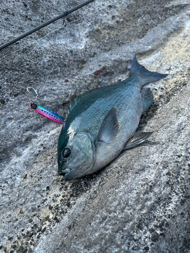 メジナの釣果