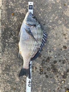 クロダイの釣果
