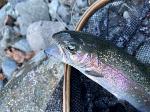 ニジマスの釣果