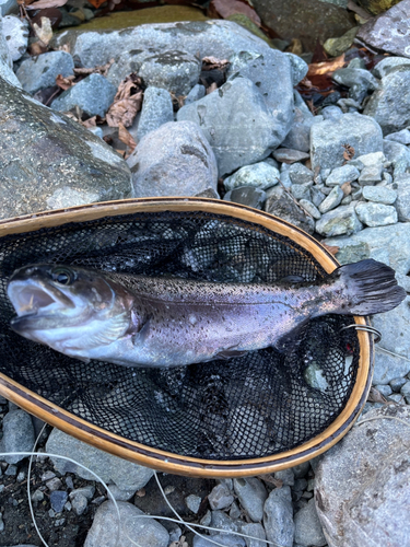 ニジマスの釣果