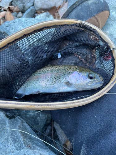 ニジマスの釣果