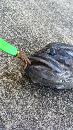 ソイの釣果