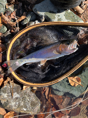 ニジマスの釣果