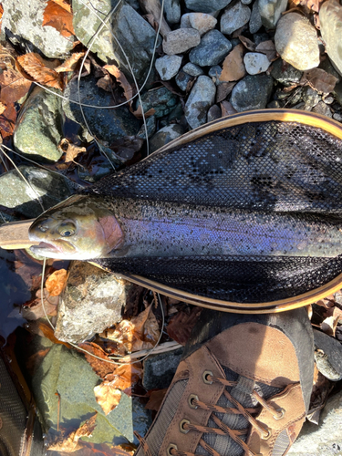 ニジマスの釣果