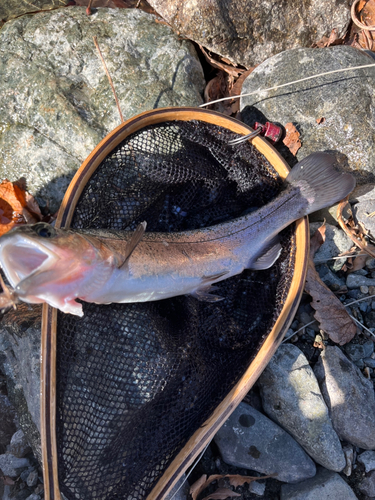 ニジマスの釣果