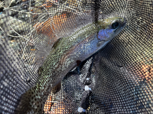 ニジマスの釣果