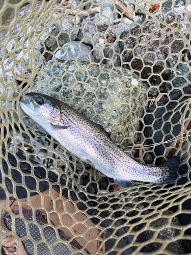 ニジマスの釣果