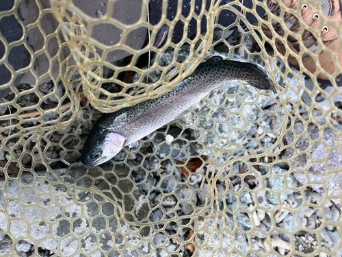 ニジマスの釣果