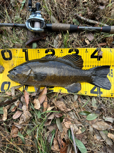 スモールマウスバスの釣果