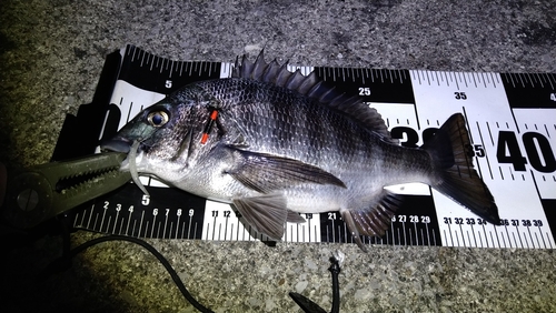 チヌの釣果