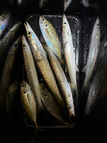 カマスの釣果