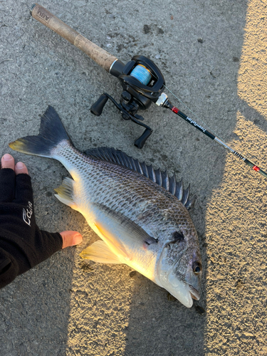 キビレの釣果