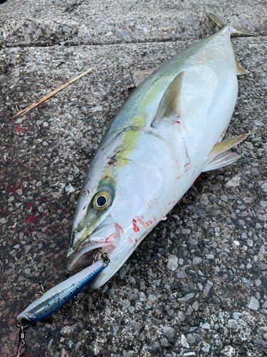 ハマチの釣果