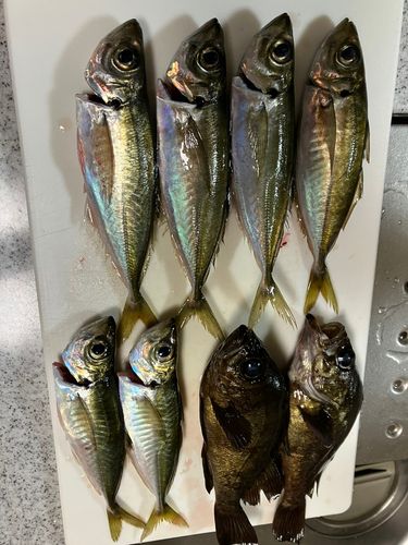 アジの釣果