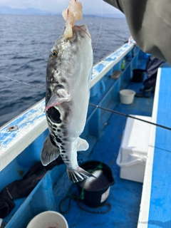 トラフグの釣果