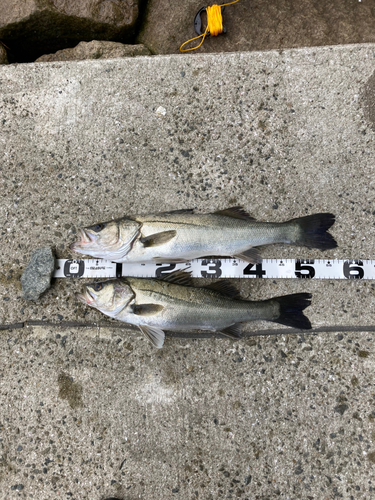 ハネ（マルスズキ）の釣果