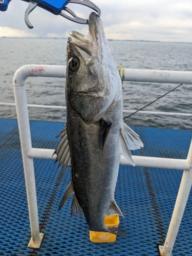 オリジナルメーカー海釣り公園