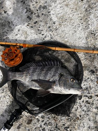 チヌの釣果
