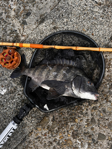 チヌの釣果