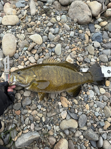 スモールマウスバスの釣果