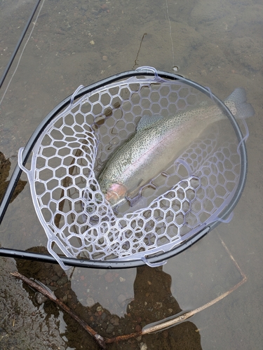 ニジマスの釣果