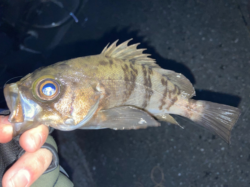 メバルの釣果