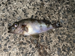 メバルの釣果