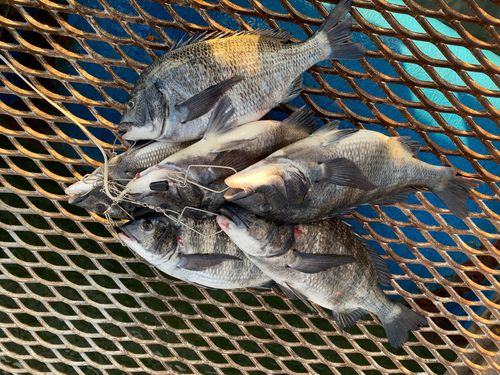 クロダイの釣果