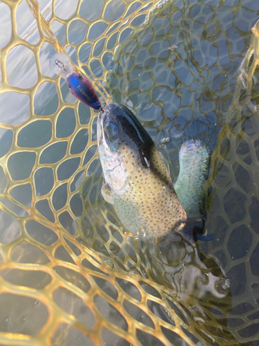 ニジマスの釣果