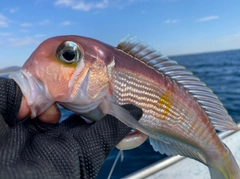 アマダイの釣果