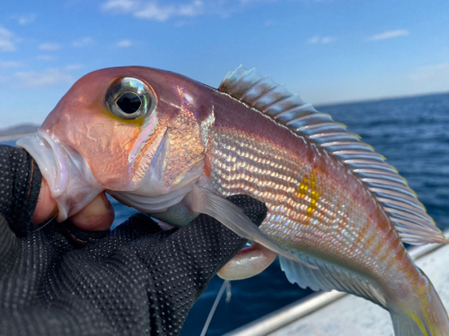 アマダイの釣果